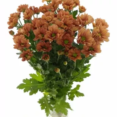 CHRYSANTHEMA T VARESE