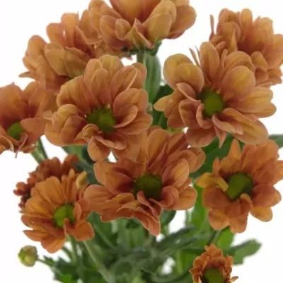 CHRYSANTHEMA T VARESE