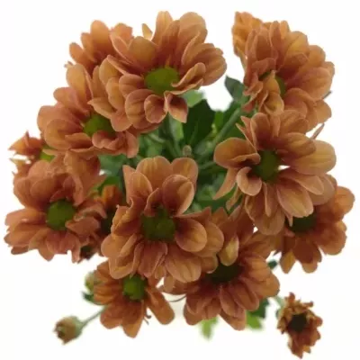 CHRYSANTHEMA T VARESE