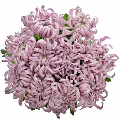 Chryzantéma G VIENNA PINK 85g