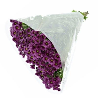 Chryzantéma SAN AAA KRISSI PURPLE 1200 g