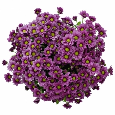 Chryzantéma SAN AAA KRISSI PURPLE 1200 g