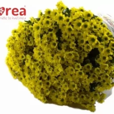 Chryzantema SAN MADIBA RINGA YELLOW 1000g