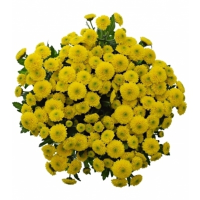 Chryzantéma SAN MILLER YELLOW 1100 g