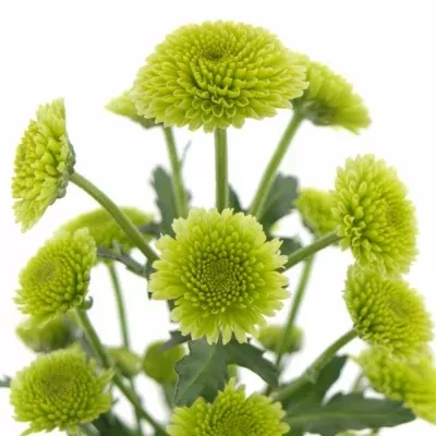 CHRYSANTHEMA SAN PANTON GREEN