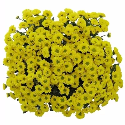 Chryzantema SAN SMILEY 1200g