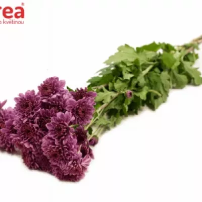 Chryzantéma T BLENDA PURPLE 50g