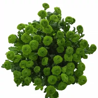 Chryzantéma T CODE GREEN 70g