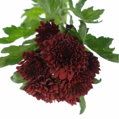 Chryzantéma T FLAMENCA 75g