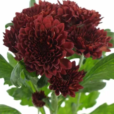 Chryzantéma T FLAMENCA 75g