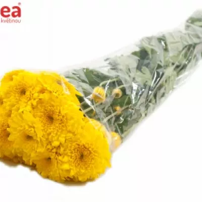 Chryzantéma T LITTLETON YELLOW 60g