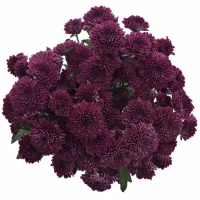 Chryzantéma T LOLLLIPOP PURPLE 80g