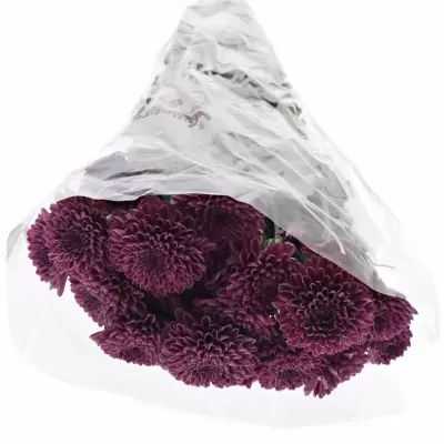 Chryzantéma T LOLLLIPOP PURPLE 80g