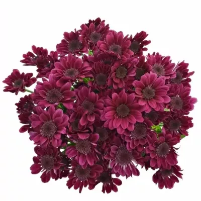 Chryzantéma T STRESA PURPLE 90g