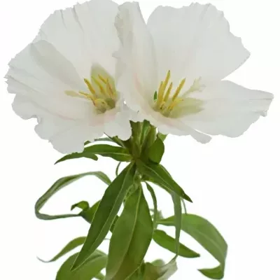 CLARKIA AMOENA GRACE WHITE 50cm