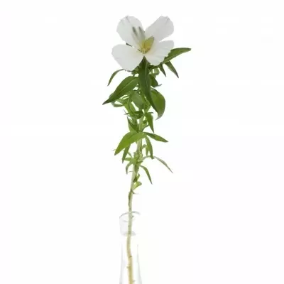 CLARKIA AMOENA GRACE WHITE 50cm