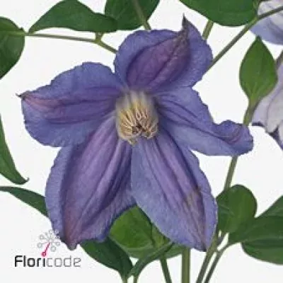 Clematis AMAZING GENEVA