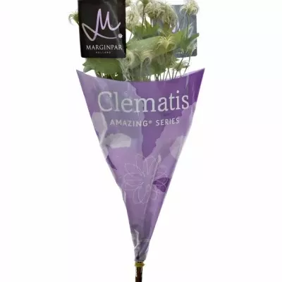 Clematis AMAZING KIBO 50cm