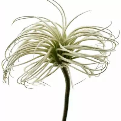 Clematis AMAZING KIBO 50cm