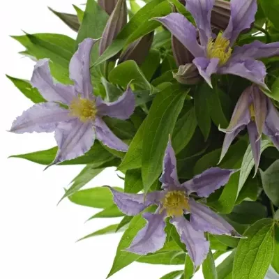 Clematis AMAZING LONDON 50cm