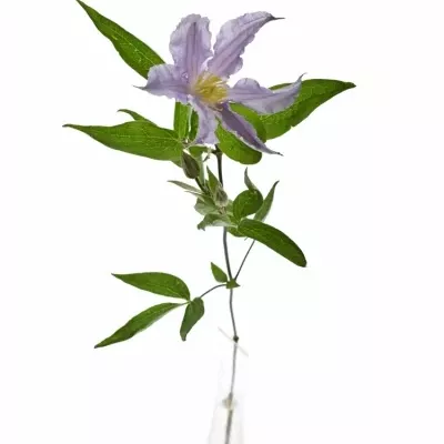 Clematis AMAZING LONDON 50cm