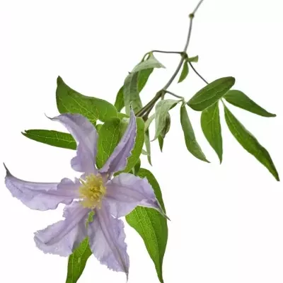 Clematis AMAZING LONDON 50cm