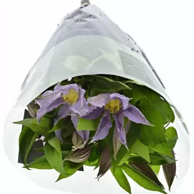 Clematis AMAZING LONDON 50cm