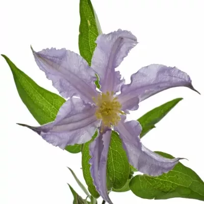 Clematis AMAZING LONDON 50cm