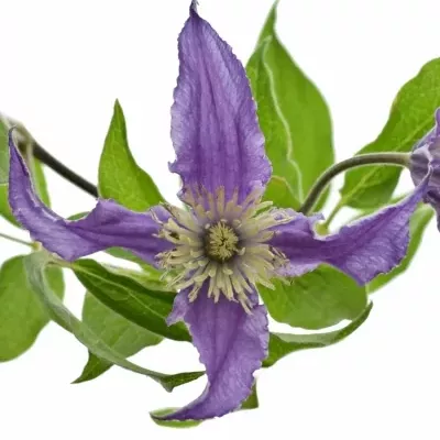 CLEMATIS AMAZING ROME 50cm