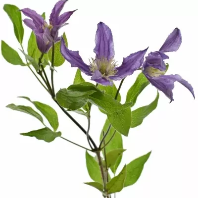 CLEMATIS AMAZING ROME 50cm