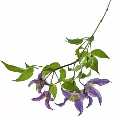 CLEMATIS AMAZING ROME 50cm