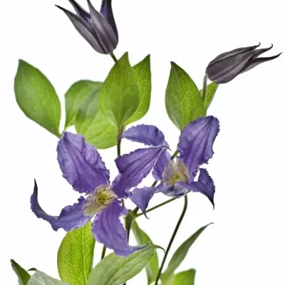 CLEMATIS BLUE PIROUETTE 50cm