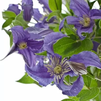 CLEMATIS BLUE PIROUETTE 50cm