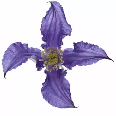 CLEMATIS BLUE PIROUETTE 50cm