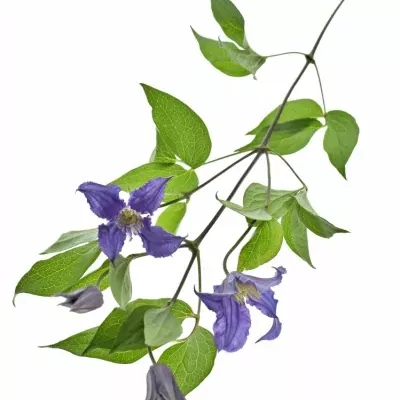 CLEMATIS BLUE PIROUETTE 50cm