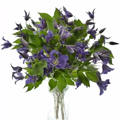 CLEMATIS BLUE PIROUETTE 50cm