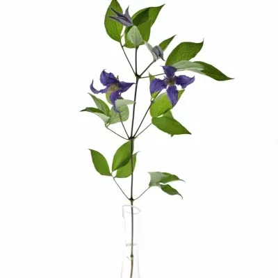 CLEMATIS BLUE PIROUETTE 50cm