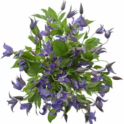 CLEMATIS BLUE PIROUETTE 50cm