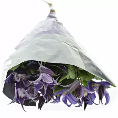 CLEMATIS BLUE PIROUETTE 50cm