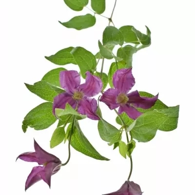 CLEMATIS INSPIRATION 50cm