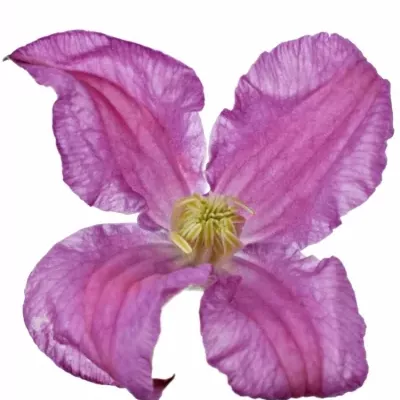 CLEMATIS INSPIRATION 50cm