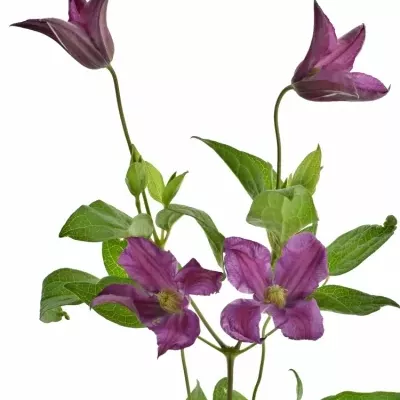 CLEMATIS INSPIRATION 50cm