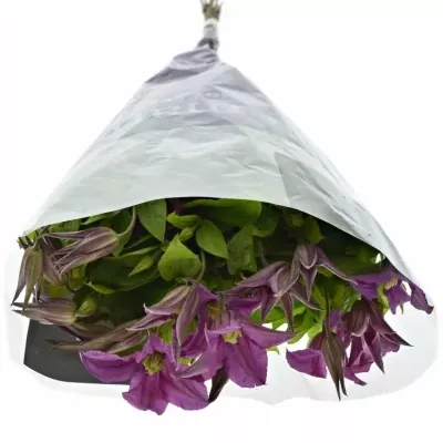 CLEMATIS INSPIRATION 50cm