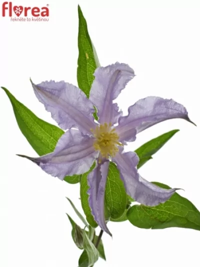 Clematis STAR RIVER