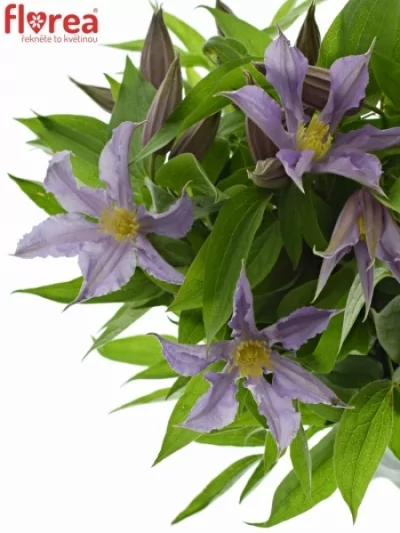 Clematis STAR RIVER