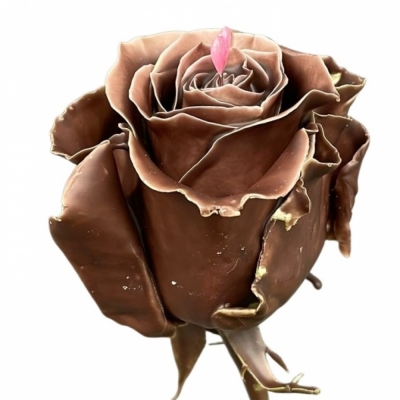 Čokoládová růže CHOCOLAT PINK LOVE