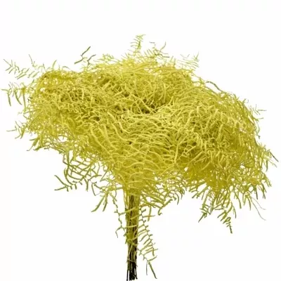 CORAL YELLOW 30cm 