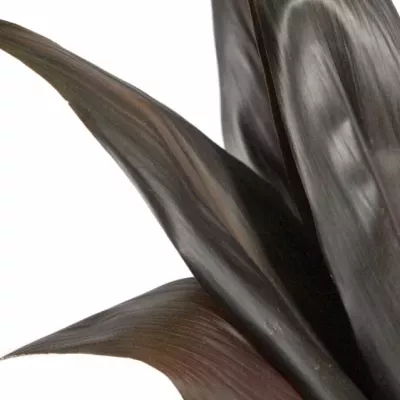 CORDYLINE BLACK TIE 60cm