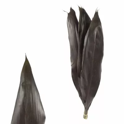 CORDYLINE BLACK TIE 60cm