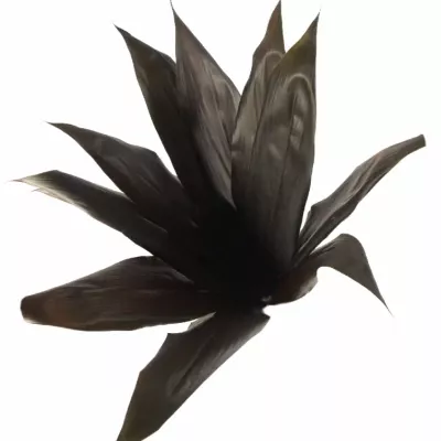 CORDYLINE BLACK TIE 60cm